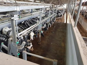 安樂福2019以色列奶牛高產探索之旅正式啟動 科技引領，共筑高效養殖新篇章